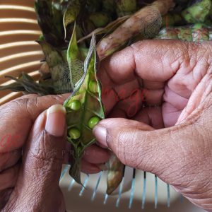 IF-5401 Hand Shelling Peas Multi Logos Hands Shelling Pigeon-Peas - Caribbean Traditional Stock Photo