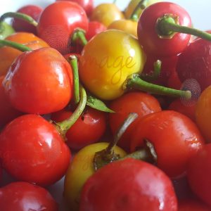 IF 5404 West Indian Cherries Multi Logos A Bowl Filled Of West Indian Red Cherries