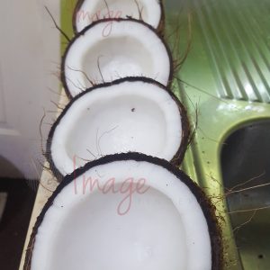 IF 5526 Row of Dry Coconuts on Counter Multi Logos Row of Dry Coconuts on Counter