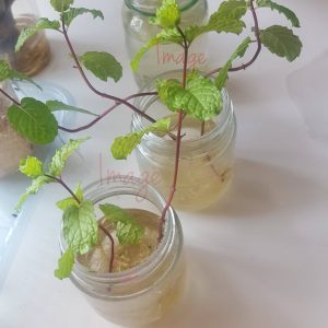 20240213_124429CROPEDTwice Mint Cuttings Rooting in Glass Jars – Fresh Green Herb Propagation Photo