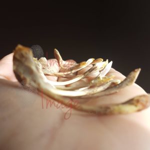 Hand Holding Wishbone Multi Logos Hand Holding Chicken Wishbone Collection — Symbolic & Culinary Stock Image