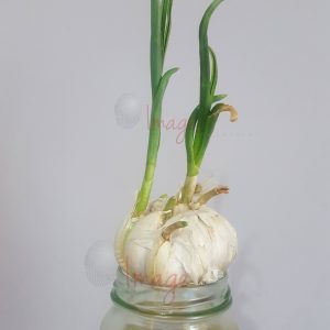 IF Hand Holding Garlic Growing In Bottle Sprouting Garlic in Water Jar – Root Growth and Green Shoots Close-Up
