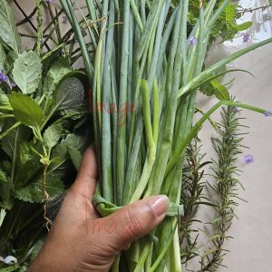 IF Hand holding harvest Multi Logos Fresh Garden Harvest — Hand Holding Scallions & Herbs