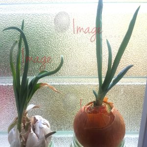IF Onion Growing In Water Hydroponic Onion and Garlic — Natural Growth Photography