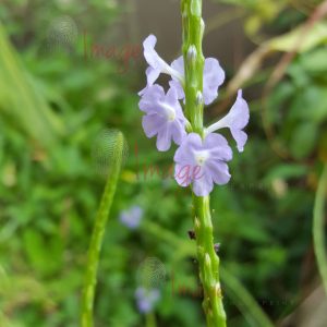 IF Vervine Flower Multi Logo Vervain Flower In Full Bloom - Stock Photo