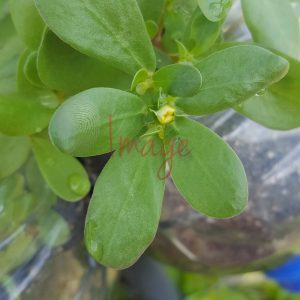 Purslane Plant Multi Logos Close-Up Photo of Purslane Plant (Portulaca oleracea) with Fresh Green Leaves